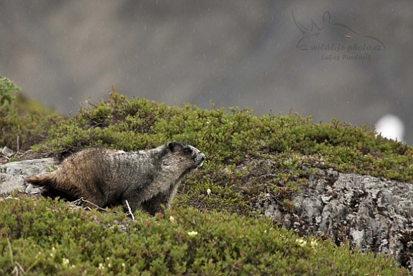 Svišť brýlový (Marmota caligata)