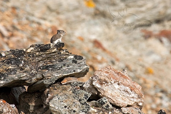 Pišťucha obojková (Ochotona collaris)