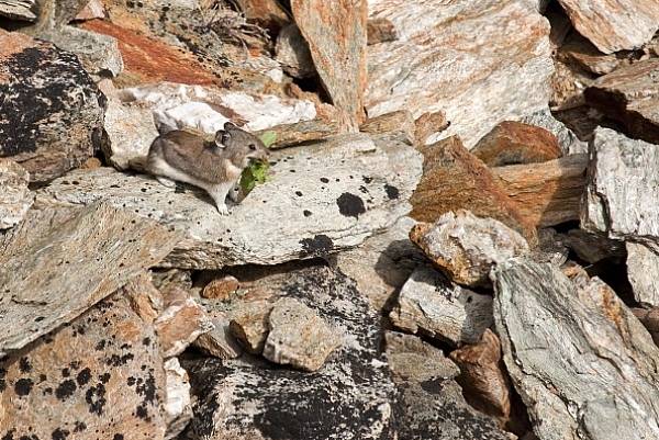 Pišťucha obojková (Ochotona collaris)