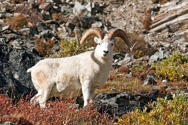 Ovce aljašská (Ovis dalli)
