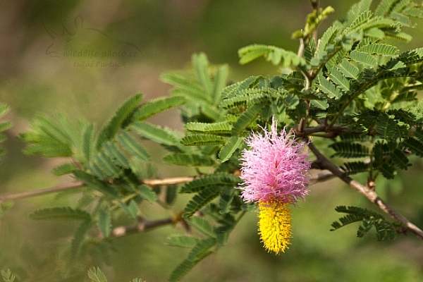 Květ akácie (Dichrostachys cinerea)