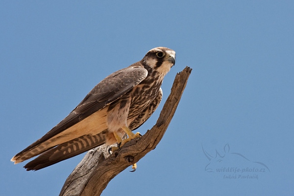 Raroh jižní (Falco biarmicus)