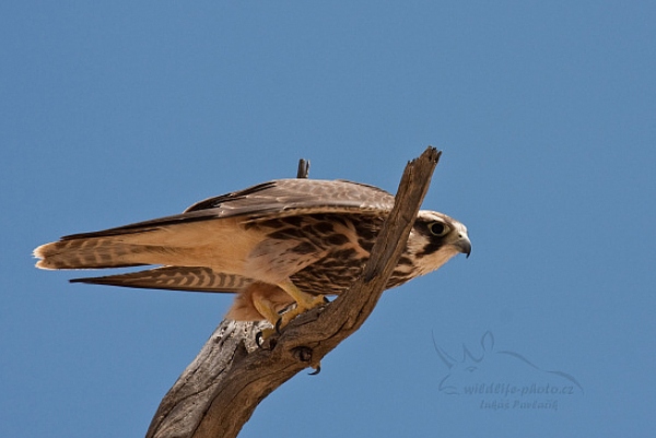 Raroh jižní (Falco biarmicus)