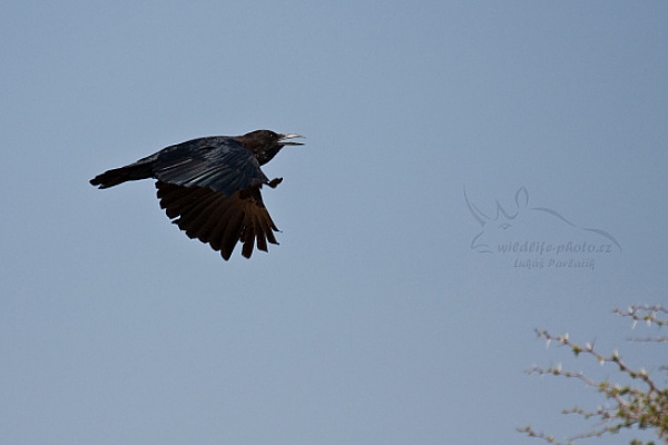 Vrána africká (Corvus capensis)