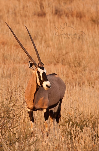 Přímorožec jihoafrický (Oryx gazella)