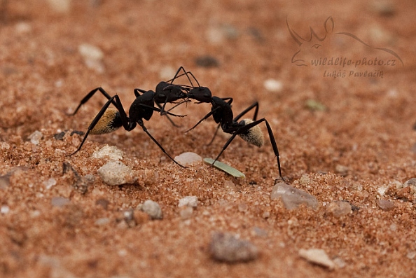 Mravenec (Camponotus fulvopilosus)