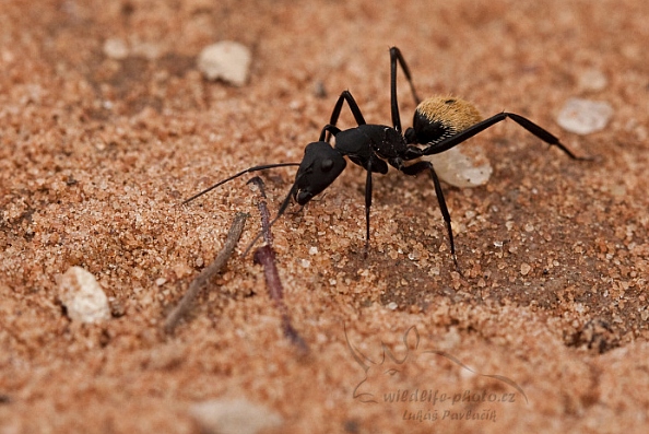 Mravenec (Camponotus fulvopilosus)