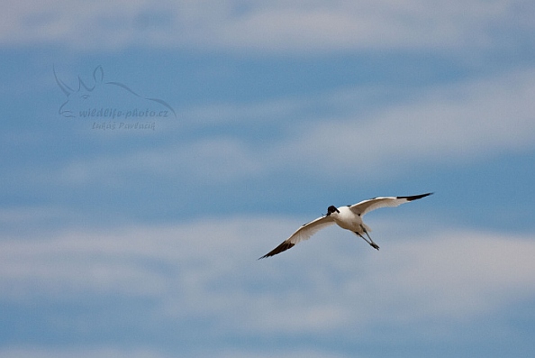 Tenkozobec opačný (Recurvirostra avosetta)