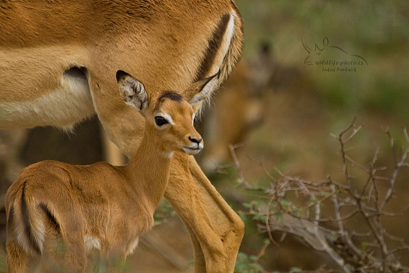 Impala jihoafrická (Aepyceros m. melampus)