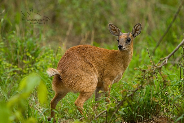 Antilopa Sharpeova (Raphicerus sharpei)