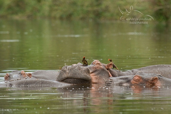 Hroch obojživelný (Hippopotamus amphibius)