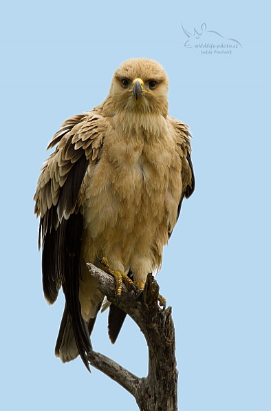 Orel okrový (Aguila rapax)