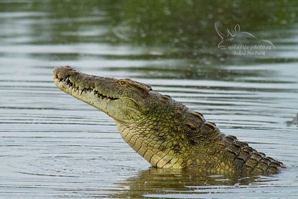 Krokodýl nilský (Crocodylus niloticus)