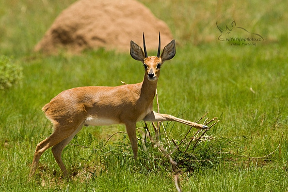 Antilopa travní (Raphicerus campestris)