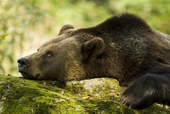 Medvěd hnědý (Ursus a. arctos)