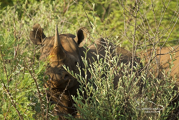 Nosorožec dvourohý (Diceros bicornis minor)