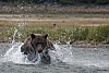Medvěd aljašský (Ursus arctos gyas), Brown Bear
