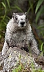 Svišť brýlový (Marmota caligata)