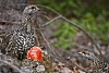 Tetřívek kanadský (Falcipennis canadensis)