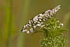 Kudlanka (Harpagomantis tricolor)