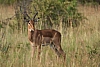 Impala jihoafrická (Aepyceros melampus melampus)