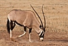 Přímorožec jihoafrický (Oryx gazella)