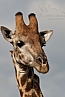 Žirafa kapská (Giraffa camelopardalis giraffa)