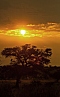 Východ slunce v Kalahari, Gemsbok N.P., South Afri
