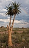 Augrabies N.P., aloe rozsochatá (Aloe dichotoma)