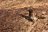 Bulbul rudooký (Pycnonotus nigricans)