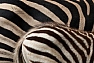 Zebra Chapmanova (Equus burchellii chapmanni)