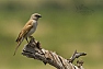 Vrabec jihoafrický (Passer diffusus)