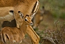 Impala jihoafrická (Aepyceros m. melampus)