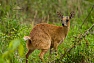 Antilopa Sharpeova (Raphicerus sharpei)