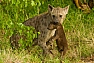 Hyena skvrnitá (Crocuta crocuta)