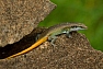 Mabuja perleťová (Trachylepis margaritifer)