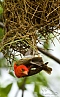 Snovač červenohlavý (Anaplectes rubriceps)