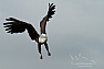 Orel jasnohlasý (Haliaeetus vocifer)