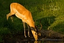 Impala jihoafrická (Aepyceros melampus melampus)