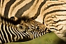 Zebra Chapmanova (Equus burchellii chapmanni)