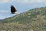 Orel jasnohlasý (Haliaeetus vocifer)