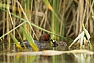 Potápka malá (Tachybaptus ruficollis)