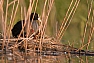 Lyska černá (Fulica atra)