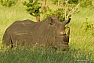 Nosorožec tuponosý jižní (Ceratotherium s. simum)