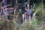 Jelen karpatský (Cervus elaphus montanus)