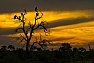 Západ slunce v Krugeru, Jihoafrická republika